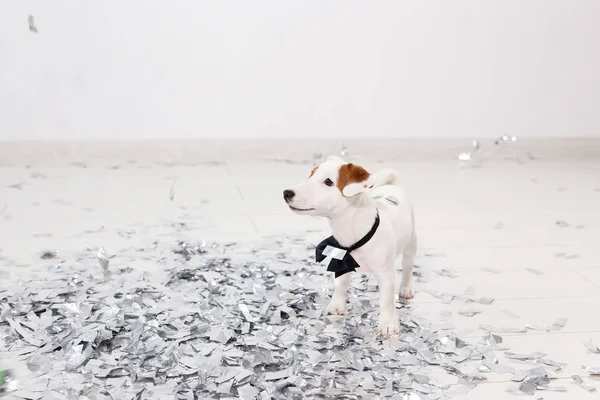 Küçük Jack Russel 'ın doğum günü. — Stok fotoğraf