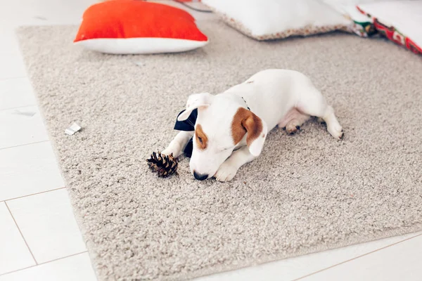 Kerst en huisdier concept - Jack Russell terrier puppy knabbelt op een spar — Stockfoto