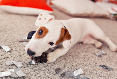 Noel ve evcil hayvan konsepti - Jack Russell Terrier köpek yavrusu köknarı kemiriyor