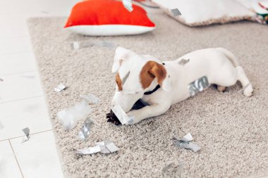 Noel ve evcil hayvan konsepti - Jack Russell Terrier köpek yavrusu köknarı kemiriyor