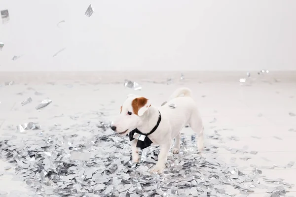 El pequeño Jack Russel está celebrando su cumpleaños — Foto de Stock