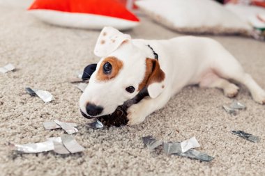 Noel ve evcil hayvan konsepti - Jack Russell Terrier köpek yavrusu köknarı kemiriyor