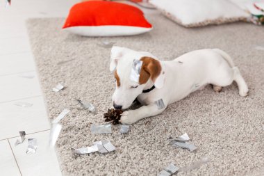 Noel ve evcil hayvan konsepti - Jack Russell Terrier köpek yavrusu köknarı kemiriyor