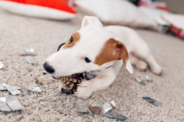 Noel ve evcil hayvan konsepti - Jack Russell Terrier köpek yavrusu köknarı kemiriyor