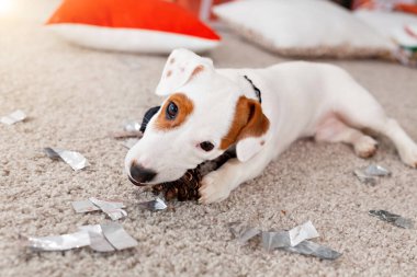 Noel ve evcil hayvan konsepti - Jack Russell Terrier köpek yavrusu köknarı kemiriyor