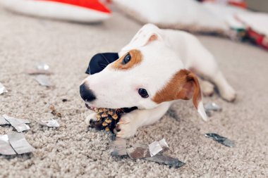Noel ve evcil hayvan konsepti - Jack Russell Terrier köpek yavrusu köknarı kemiriyor