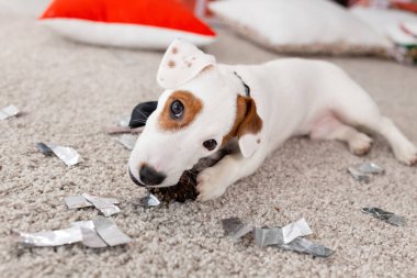 Noel ve evcil hayvan konsepti - Jack Russell Terrier köpek yavrusu köknarı kemiriyor