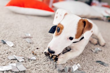 Noel ve evcil hayvan konsepti - Jack Russell Terrier köpek yavrusu köknarı kemiriyor