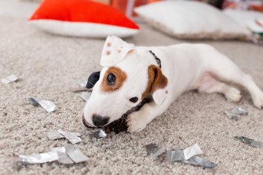 Noel ve evcil hayvan konsepti - Jack Russell Terrier köpek yavrusu köknarı kemiriyor