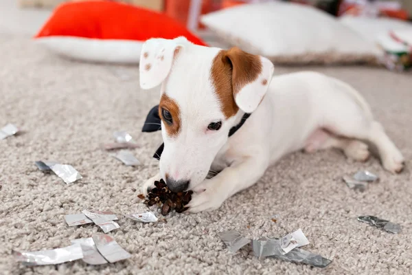 Kerst en huisdier concept - Jack Russell terrier puppy knabbelt op een spar — Stockfoto