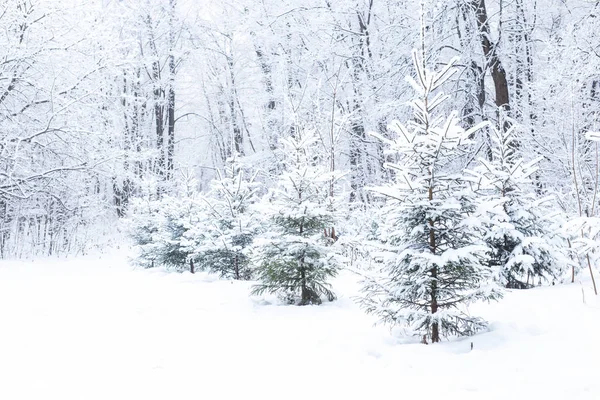 Szezon és természet koncepció - Téli park hóban — Stock Fotó