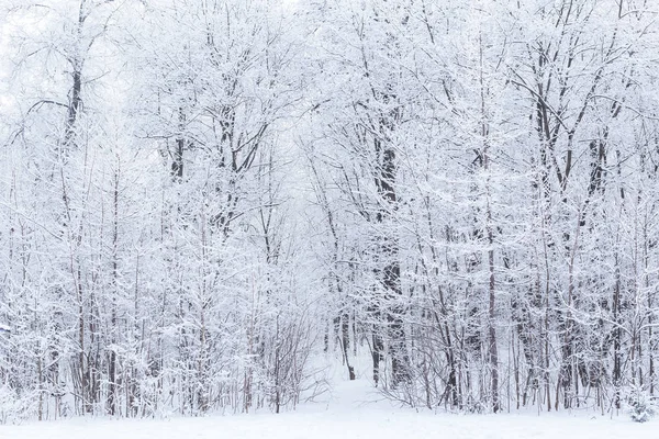 Szezon és természet koncepció - Téli park hóban — Stock Fotó