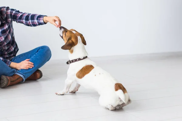 Kjæledyrenes eierkonsept - Attraktiv lystig kvinne i rutete skjorte som leker med yndlingskjæledyret sitt. Lykkelig kvinne med sin rungende terrier, nærbilde . – stockfoto