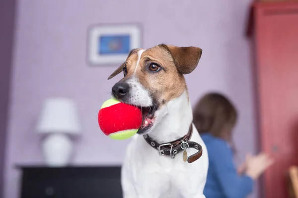 잭 러셀 테리어 (Jack Russell Terrier) 는 실내에서 개 장난감을 씹는다. 애완 동물 개념. — 스톡 사진