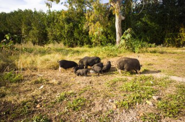 Yaban domuzu ya da domuz. Doğal ortamdaki vahşi yaşam. Yaz doğası.