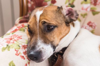 Jack Russell Terrier evde yatıyor. Evcil hayvan ve ev hayvanı kavramı.