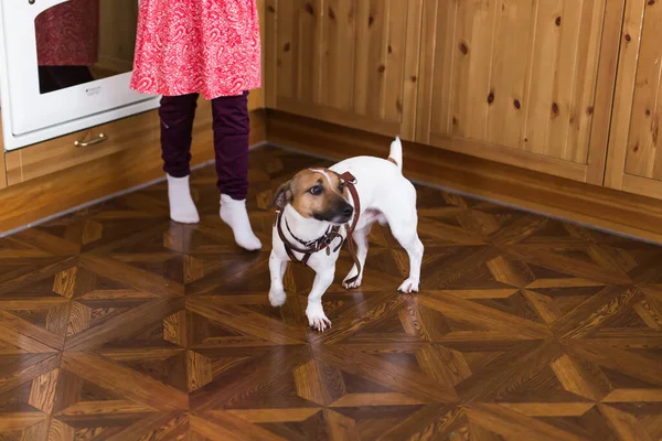 Jack Russell Terrier leží doma. Domácí mazlíčci a domácnost. — Stock fotografie