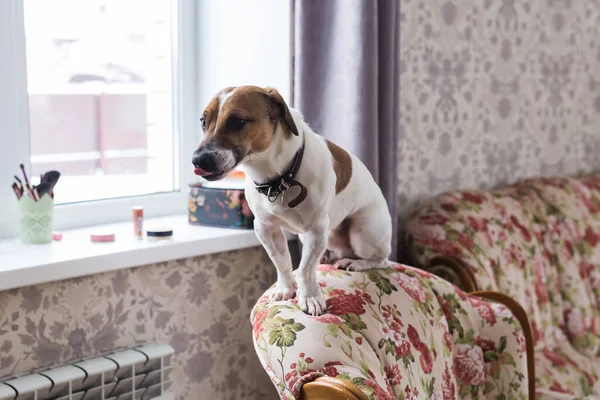 Lindo perro Jack Russell Terrier en el interior. Concepto de mascotas y animales . — Foto de Stock