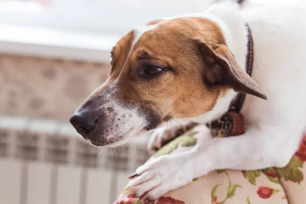 Jack Russell Terrier acostado en casa. Mascotas y concepto doméstico . — Foto de Stock