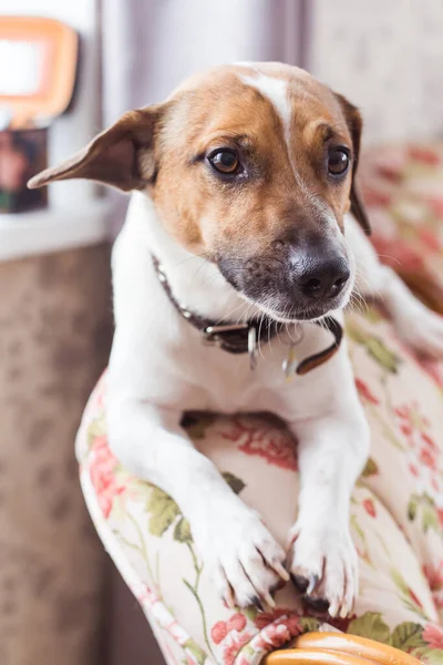 Jack Russell Terrier acostado en casa. Mascotas y concepto doméstico . — Foto de Stock