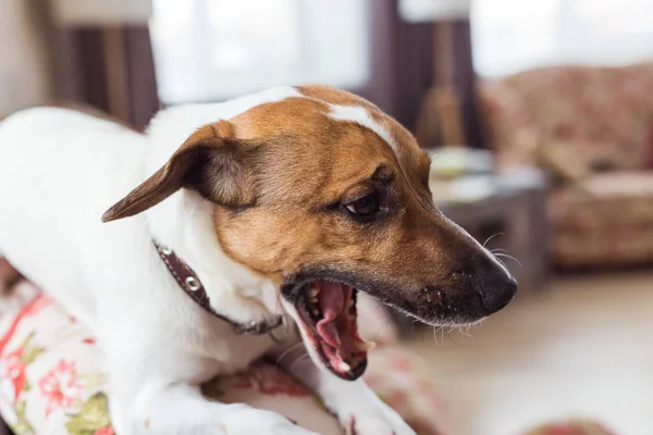 Jack Russell Terrier acostado en casa. Mascotas y concepto doméstico . — Foto de Stock