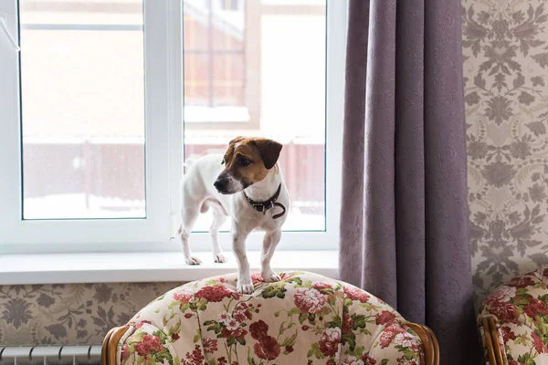 Lindo perro Jack Russell Terrier en el interior. Concepto de mascotas y animales . — Foto de Stock