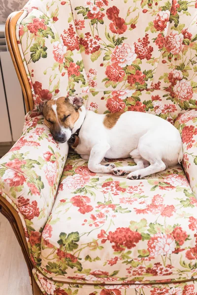 Jack Russell Terrier ligt thuis. Huisdier en huishouden. — Stockfoto