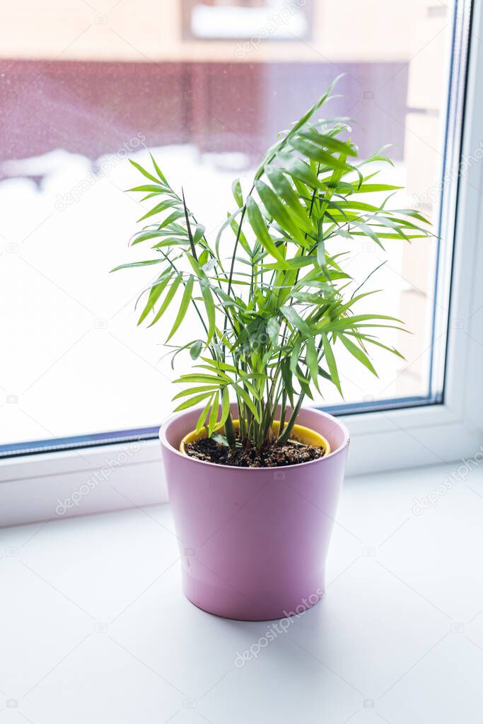 Beautiful green plant in ceramic pot standing on window sill. Houseplants and interior home.