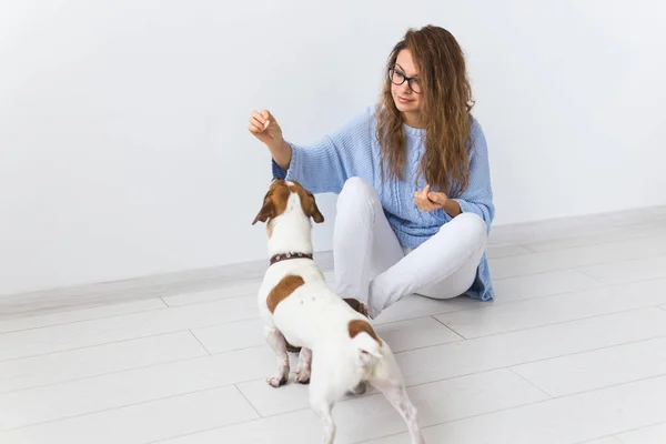 Concept de propriétaire d'animaux de compagnie - Jolie femme joyeuse en pull bleu jouant avec son animal préféré. femme heureuse avec son jack russell terrier — Photo