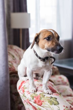 Şirin köpek Jack Russell Terrier içeride. Hayvan ve hayvan konsepti.