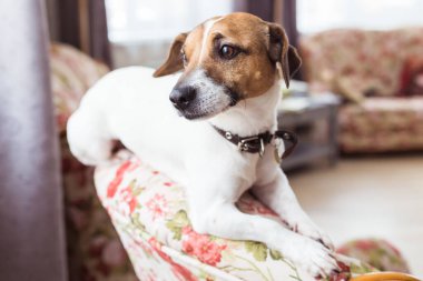 Şirin köpek Jack Russell Terrier içeride. Hayvan ve hayvan konsepti.