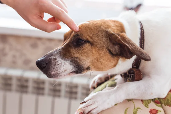 Lindo perro Jack Russell Terrier en el interior. Concepto de mascotas y animales . — Foto de Stock