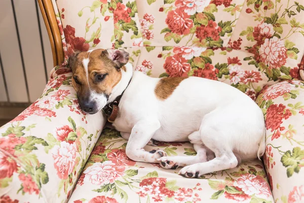 Lindo perro Jack Russell Terrier en el interior. Concepto de mascotas y animales . — Foto de Stock