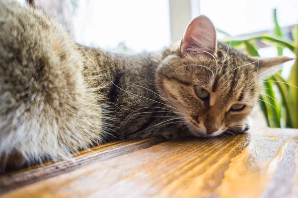 Cute cat lying on a wooden table. Pets and mammal concept. — Stock Photo, Image