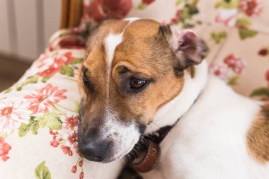 Şirin köpek Jack Russell Terrier içeride. Hayvan ve hayvan konsepti.