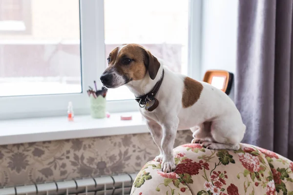 Jack Russell Terrier acostado en casa. Mascotas y concepto doméstico . — Foto de Stock