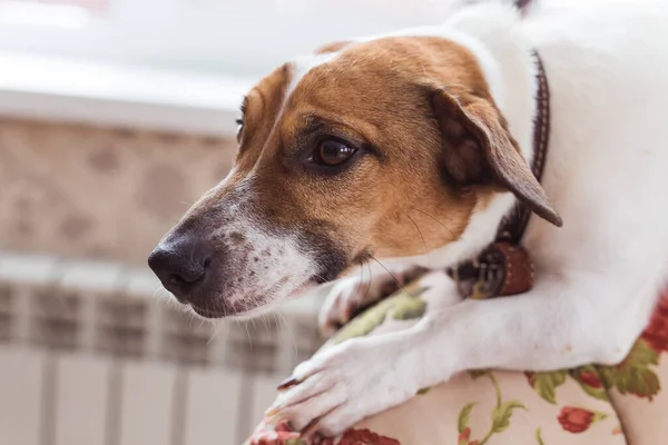 Søt hund-runker-terrier innendørs. Begrepet kjæledyr og dyr . – stockfoto
