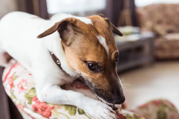 Lindo perro Jack Russell Terrier en el interior. Concepto de mascotas y animales . — Foto de Stock