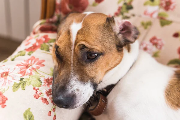 Lindo perro Jack Russell Terrier en el interior. Concepto de mascotas y animales . — Foto de Stock