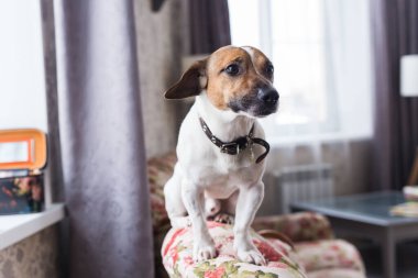 Jack Russell Terrier evde yatıyor. Evcil hayvan ve ev hayvanı kavramı.