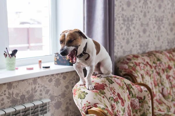 Lindo perro Jack Russell Terrier en el interior. Concepto de mascotas y animales . — Foto de Stock