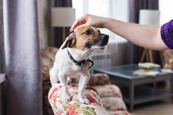 En lykkelig ung mann som sitter med hunden hjemme. Dyreeier, dyr og vennskapsbegrep . – stockfoto