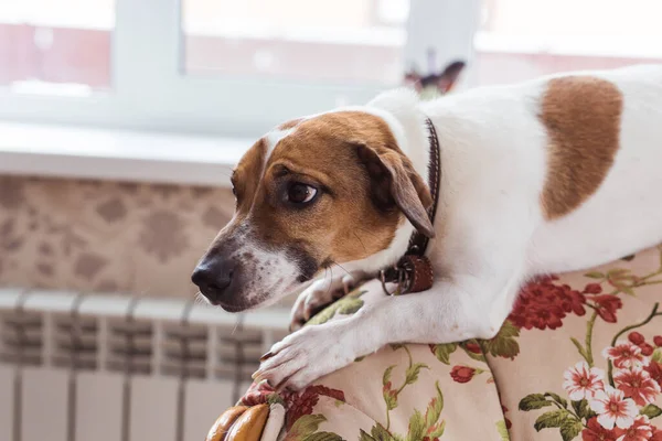 Симпатичный собачник Джек Рассел терьер в помещении. Концепция домашних животных . — стоковое фото