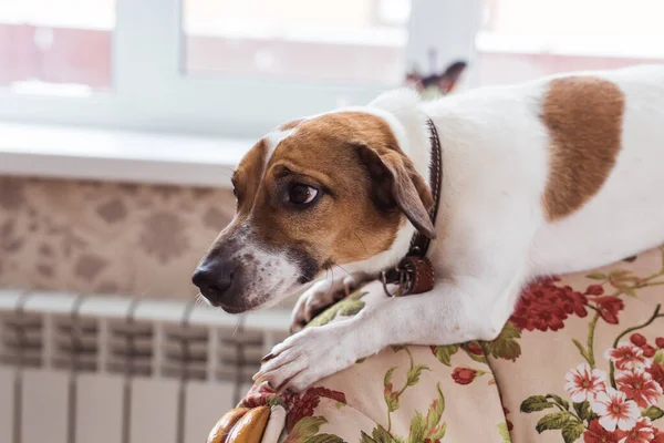 Søt hund-runker-terrier innendørs. Begrepet kjæledyr og dyr . – stockfoto