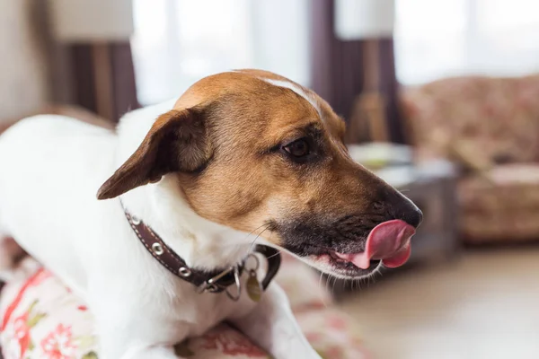 Lindo perro Jack Russell Terrier en el interior. Concepto de mascotas y animales . — Foto de Stock