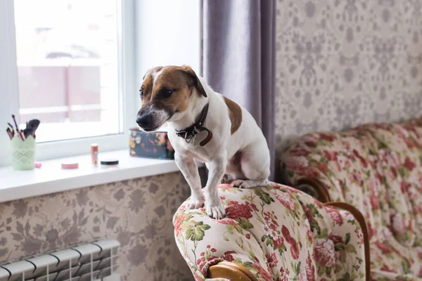 Jack Russell Terrier deitado em casa. Pet e conceito doméstico . — Fotografia de Stock
