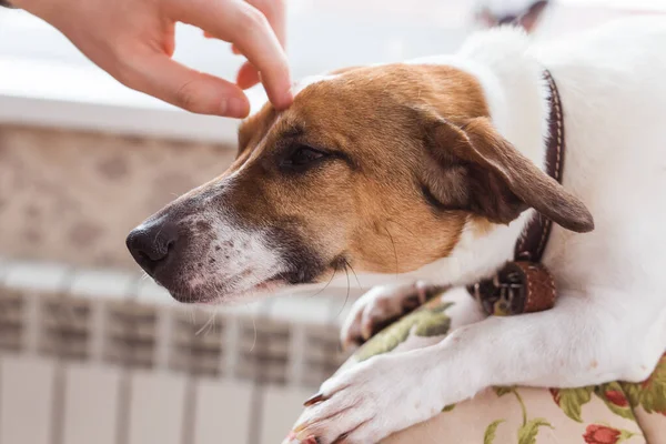 Jack Russell Terrier acostado en casa. Mascotas y concepto doméstico . — Foto de Stock