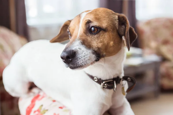 Jack Russell Terrier ligger hjemme. Kjæledyr og husholdningsbegrep . – stockfoto