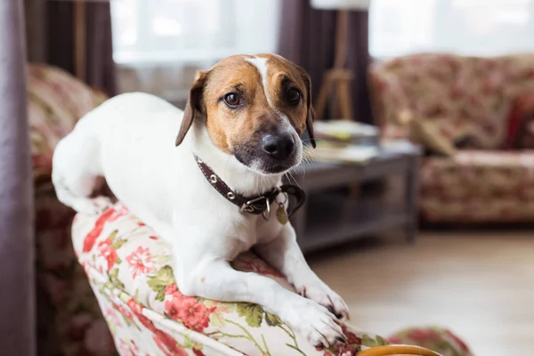 Jack Russell Terrier acostado en casa. Mascotas y concepto doméstico . — Foto de Stock