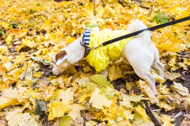 Jack Russell Terrier 'ın sonbaharda yapraklı hâli inanılmaz. Evcil hayvan ve köpek kavramı.